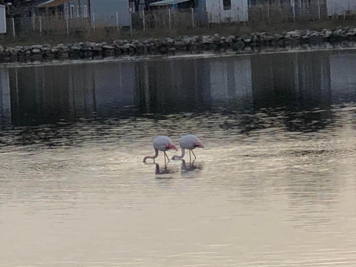Barcaresa-La Perle Vue Mer Pieds Dans L'Eau Clim Wifi Leucate Eksteriør billede